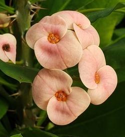 Peach Blush Crown of Thorns, Supergrandiflora Crown of Thorns, Sijou, Poysean, Euphorbia milii 'Peach Blush'